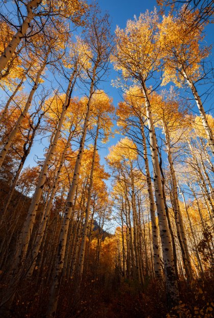 golden aspens portrait view